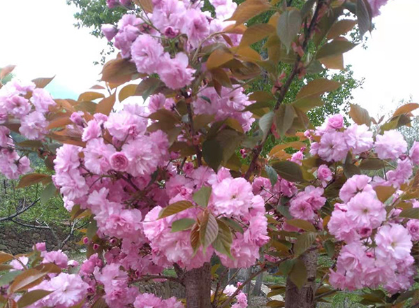 山花开了