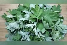  艾草